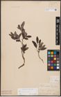 Foto von Salix aurita L. x Salix repens L.